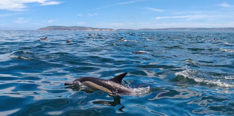 Dolphins in the wild
