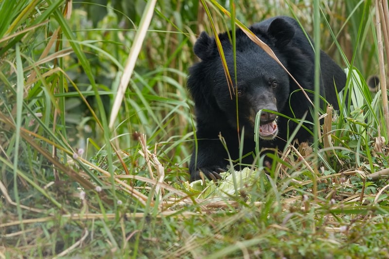 Rescued bear in sanctuary