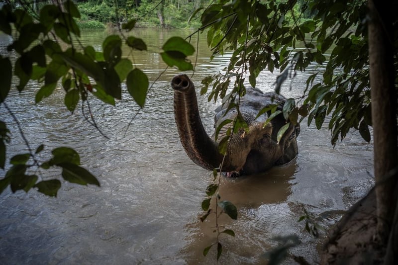 An elephant at an elephant-friendly venue