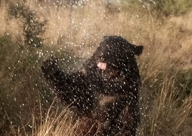 A rescued bear enjoying a rain shower