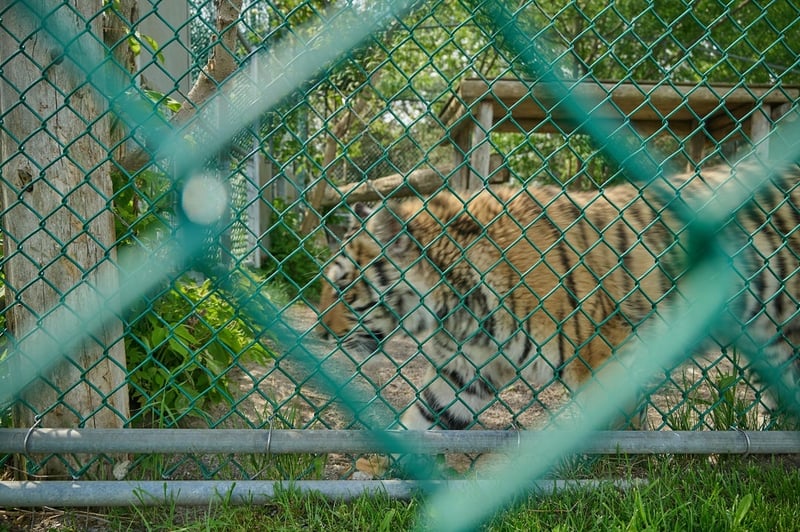 A captive tiger at a roadside zoo in Ontario