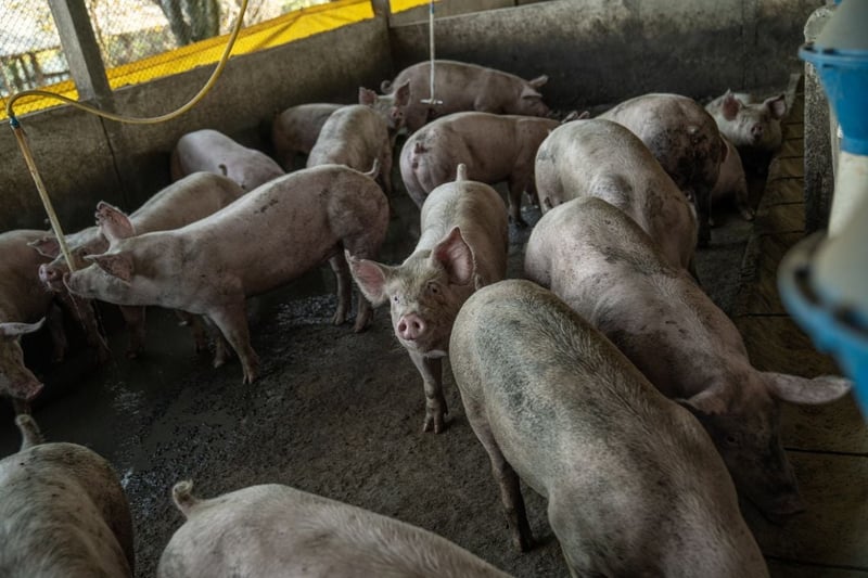 Pigs on an industrial farm