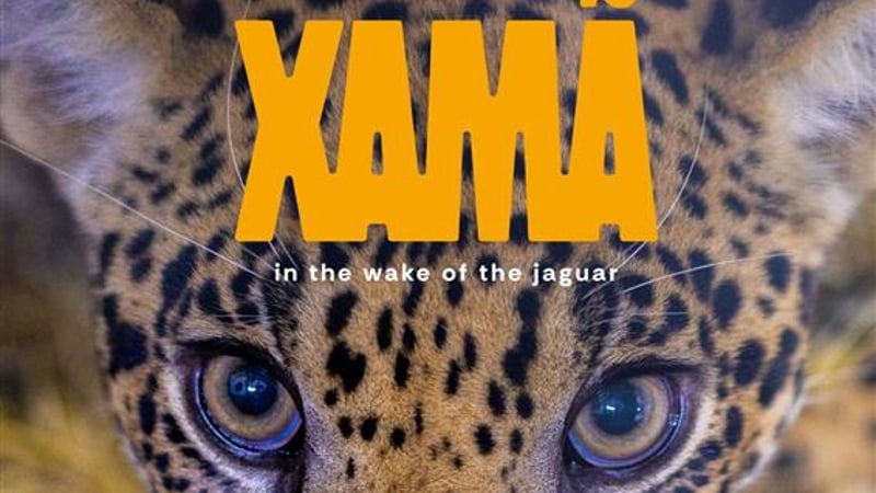 Xama in the wake of the jaguar