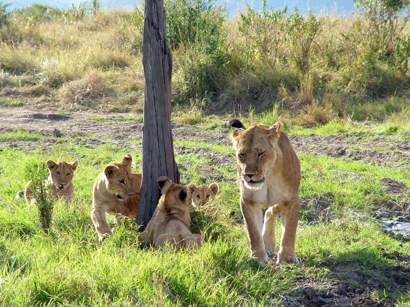 A wild African lion and her cubs at the Mara Masaai Reservation, Kenya.