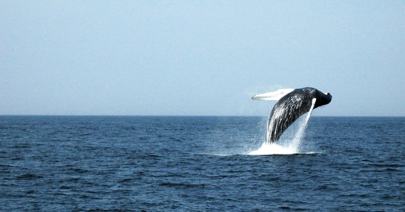 A humpback whale breaching