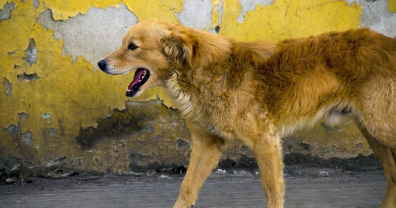 Mexico just proved that vaccinating dogs is how you end rabies