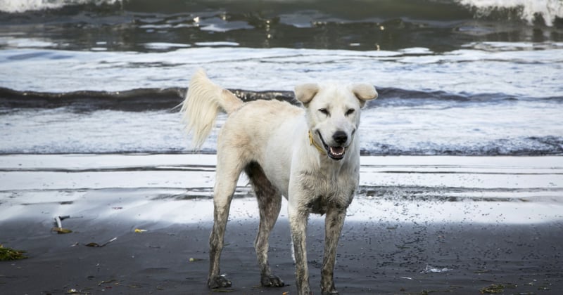 A roaming dog walks along Sanur beach, Bali, in the run up to Balinese New Year.