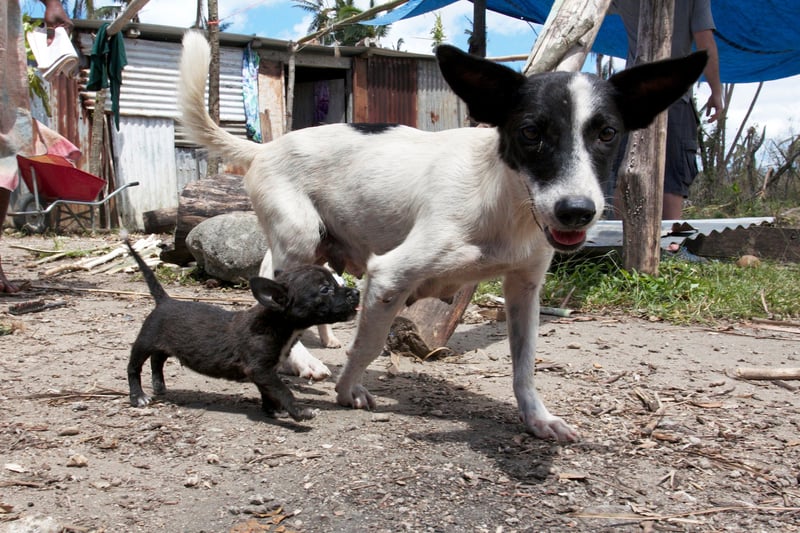 Cyclone Pam update: Our team protects animals on Efate Island, Vanuatu