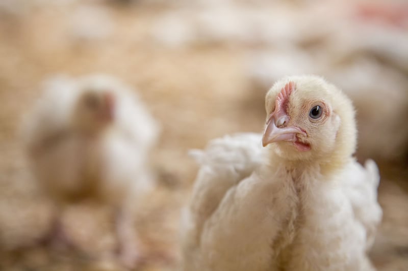 Tim Hortons and Burger King commit to improved chicken welfare