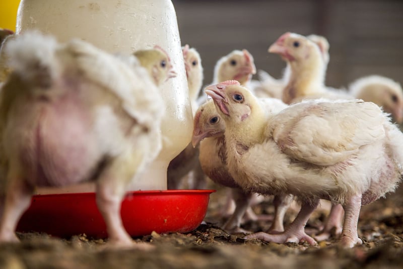 Chicken on a farm in Alberta, Canada