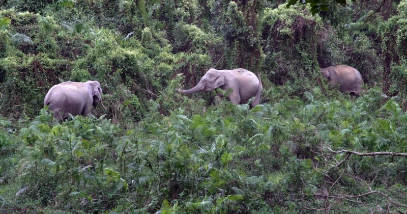Elephants in Kaziranga National Park in the state of Assam, India.