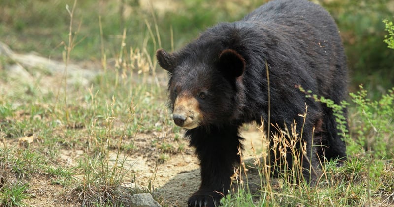 Following her rescue, Maya spent some time in quarantine, and in April 2017 was released into Balkasar sanctuary.