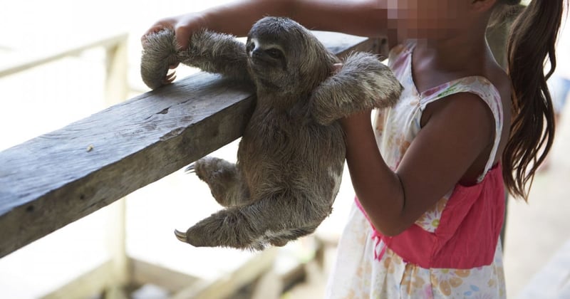 Local sloths are taken from the wild and used for harmful selfies with tourists, in Puerto Alegria, Peru.