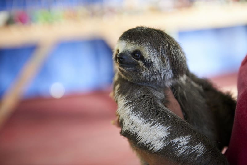 Local sloths are taken from the wild and used for harmful selfies with tourists, in Manaus, Brazil. Photo: World Animal Protection / Nando Machado