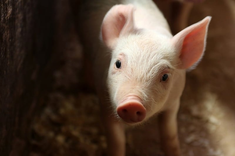 A piglet in a factory farm