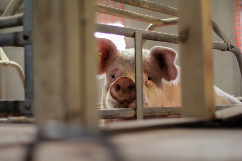 Pictured: A mother pig kept in a sow stall.