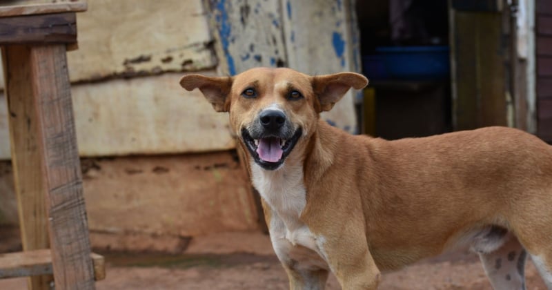 Dogs and rabies