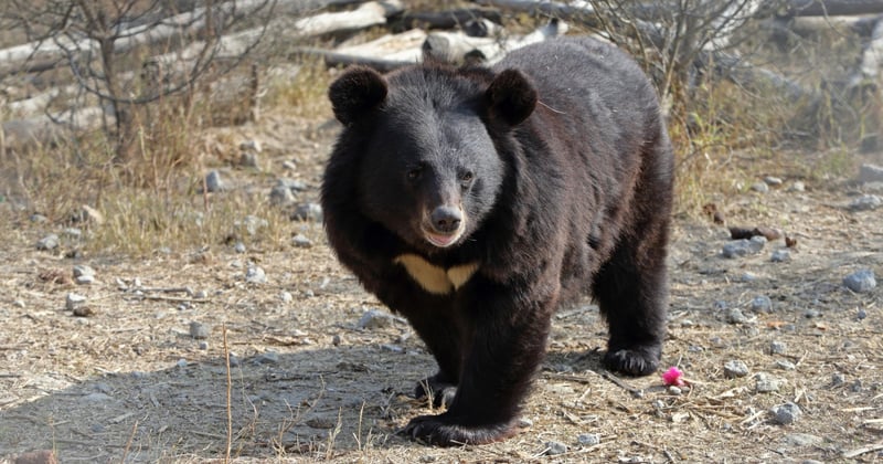 A bear at the Balkasar Bear Sanctuary in Pakistan