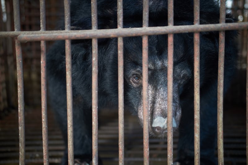 Pictured: a bear kept caged and farmed to fuel the bear bile industry.