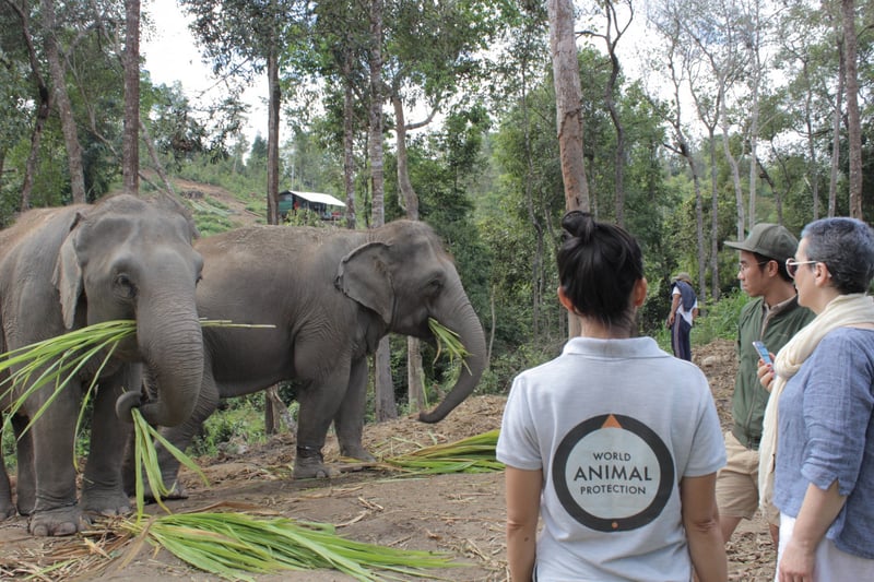 Pictured: Dee Kenyon at Happy Elephant Valley