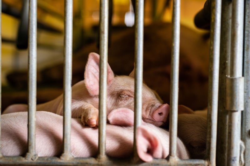 Piglets on an intensive farm