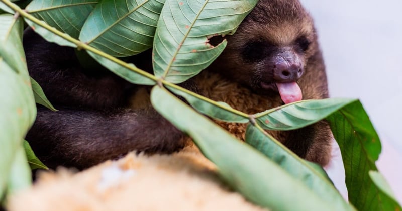 A sloth at our partner rehab center