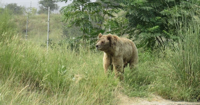 New expansion opens at Balkasar bear sanctuary
