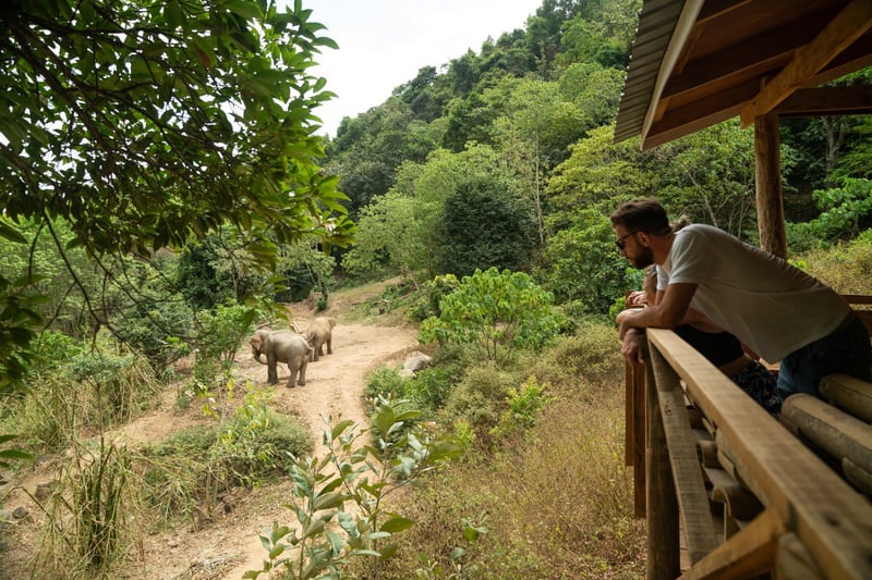 Elephants Chok and Jahn at the Following Giants elephant-friendly venue. 