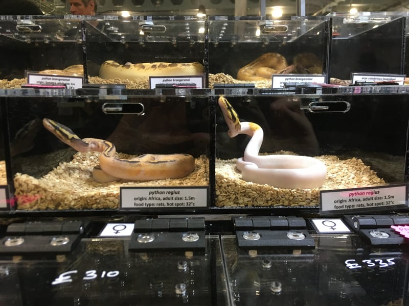 Pictured: Snakes kept in small enclosures at a reptile expo.