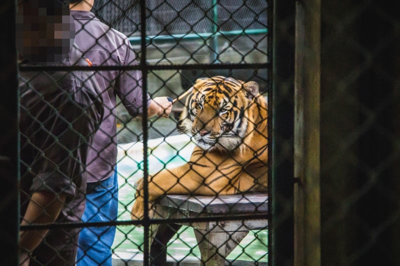 A tiger kept in a cage at a venue where tigers are mainly used as props for tourist photos.