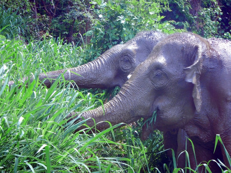 Top picture: Happy and muddy retired elephants, Mae Kam and Mae Dok, at BEES eating in the grass specially planted for them to forage on.