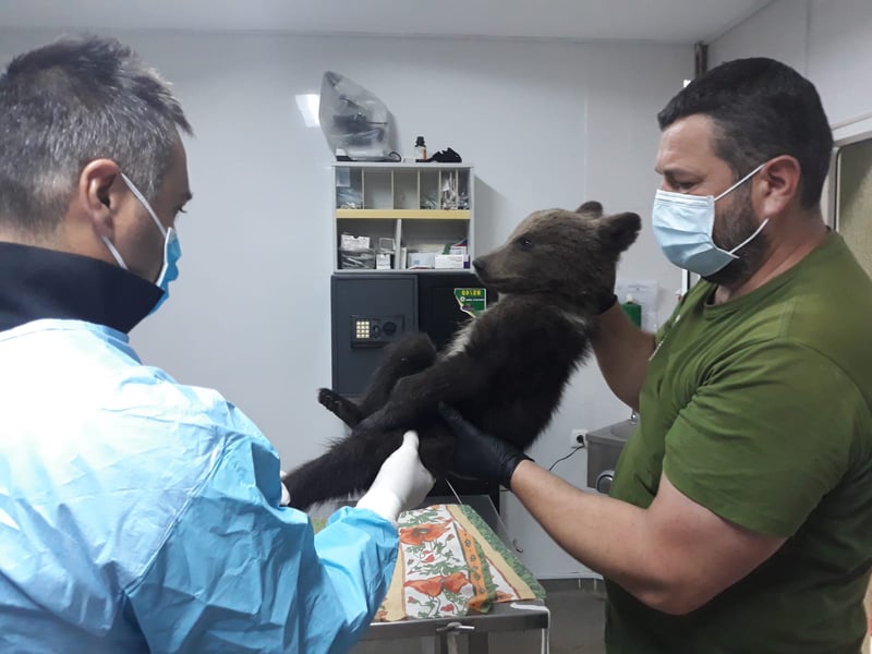 Pictured: The tiny cub Kenya receiving medical care at Libearty after her rescue.