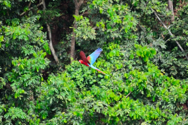 A bird in the wild