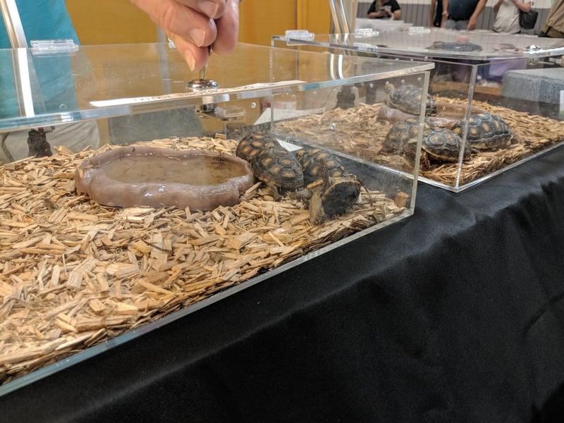 Pictured: Tortoises at an exotic pets exposition in the US.