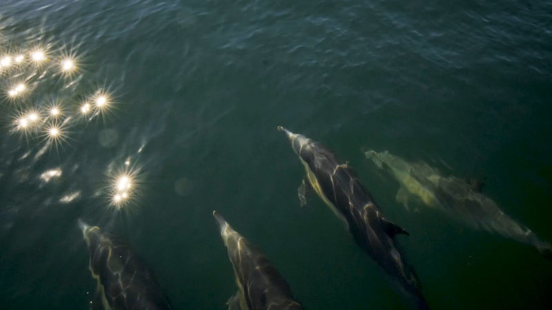 Dolphins swimming in the wild