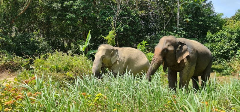 Pictured: Two rescued elephants at Following Giants