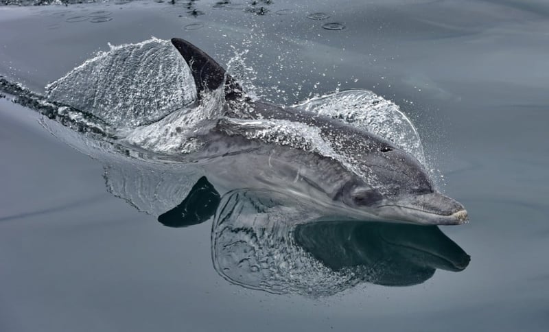 A photo by Raggy Charters shows a dolphin in the wild at Algoa Bay in South Africa.
