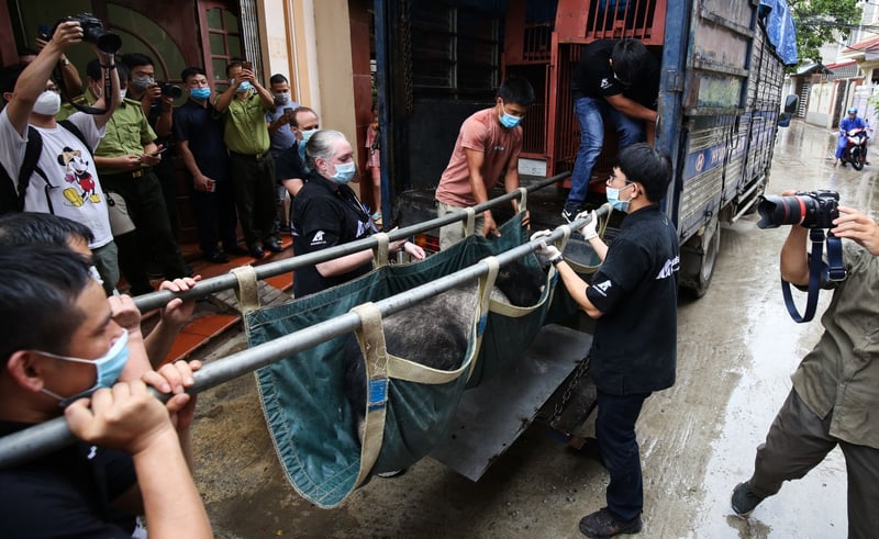 Bear on a stretcher. 