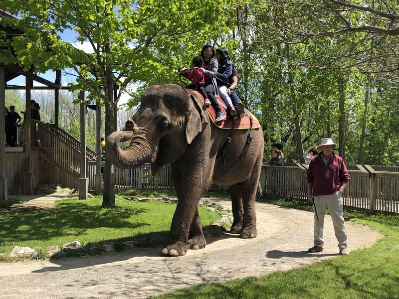 Elephant riding offered at African Lion Safari on June 2, 2019. Photo: World Animal Protection