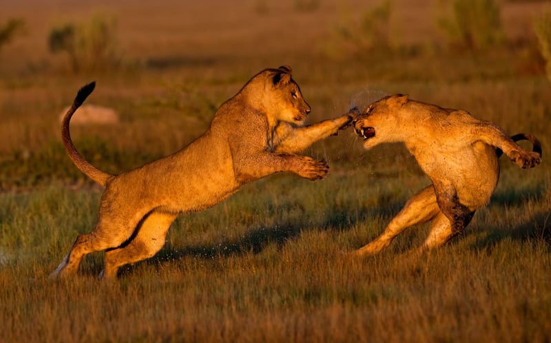 Two lions playing. Taken in Botswana by Don Gutoski