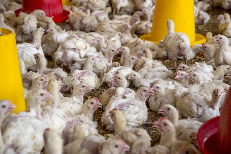 25 day old meat chickens in an indoor, deep-litter system typical of independent farms in East Africa
