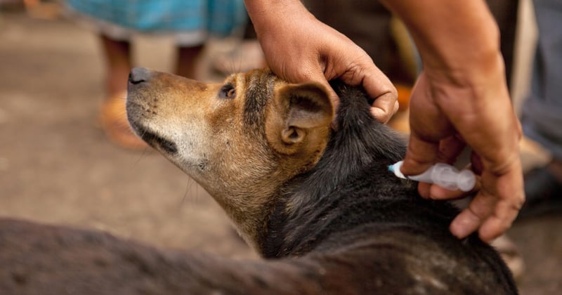 Dog being vaccinated