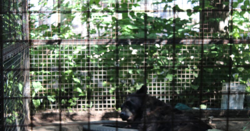 A captive black bear in a roadside zoo facility in Canada