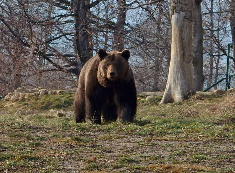 Cristi at the Libearty sanctuary