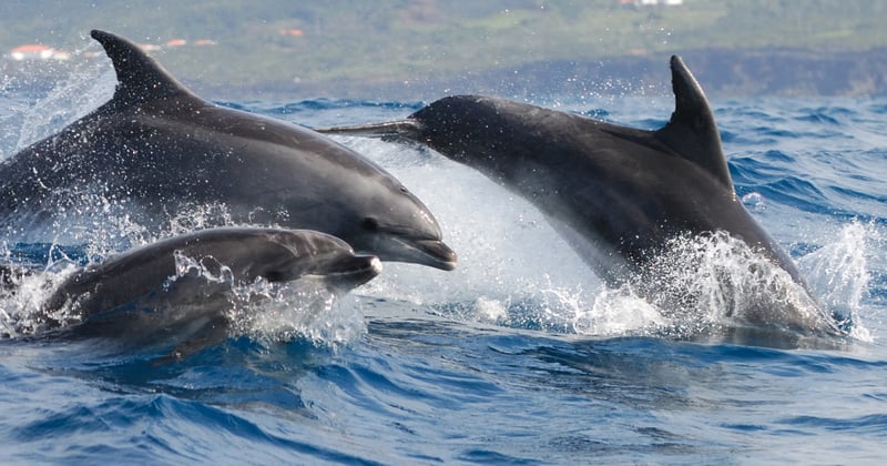 Three bottlenose dolphins off the coast of Azores, Portugal.