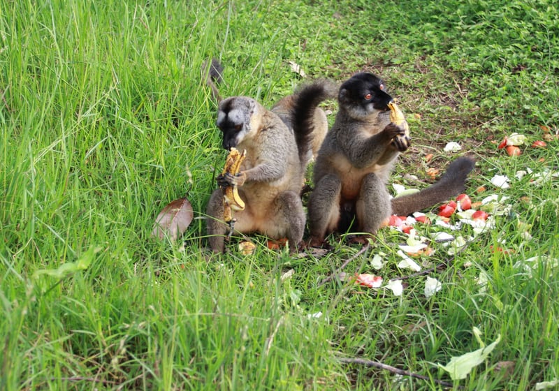Lemurs in Madagascar after Cyclone Ava - World Animal Protection - Animals in disasters