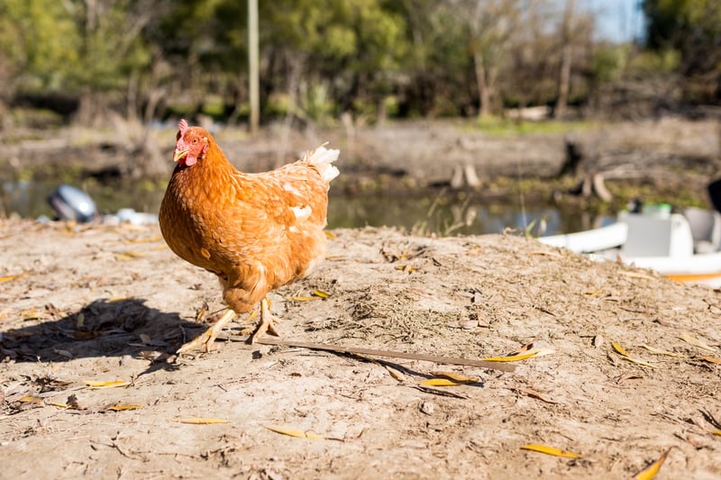 Chicken walking on dusty ground outside in Argentina