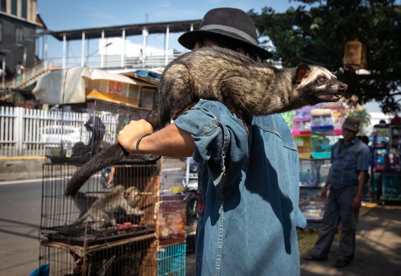 Civet_on_shoulder_of_trader_Jatinegara_Jakarta