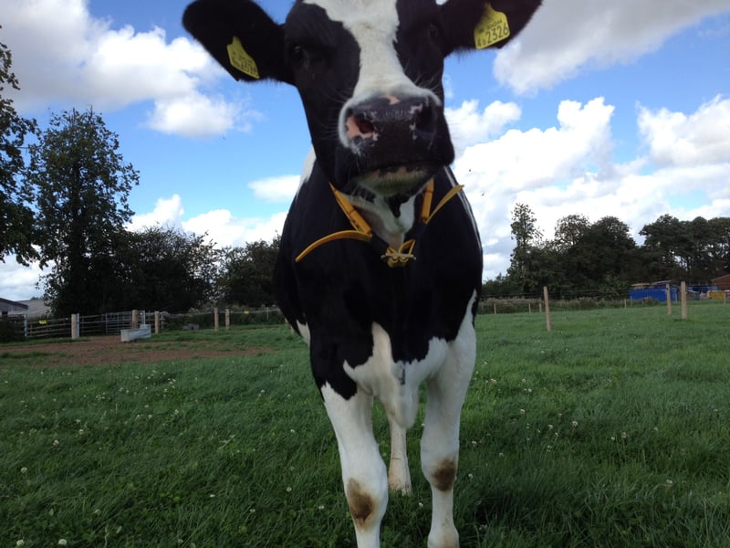 Cow close up