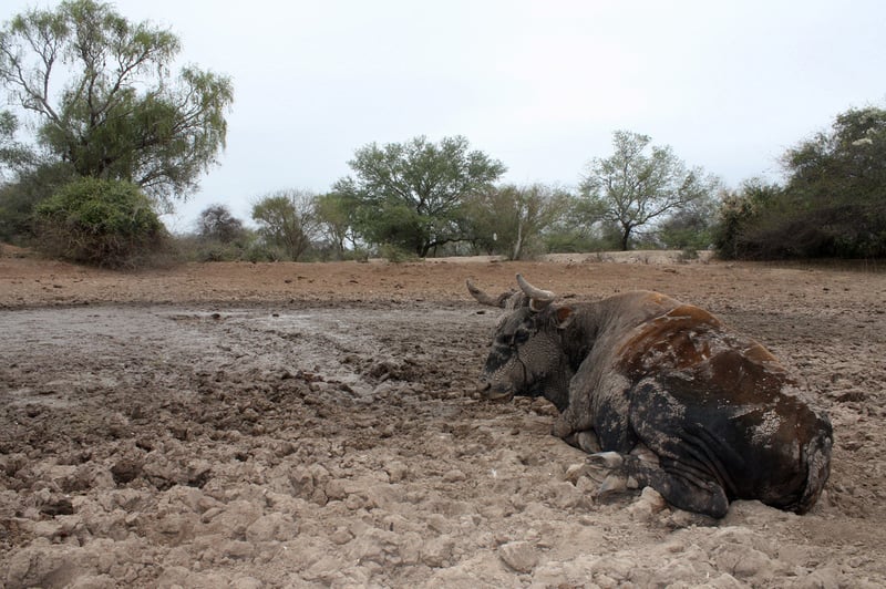 cow, Bolivia